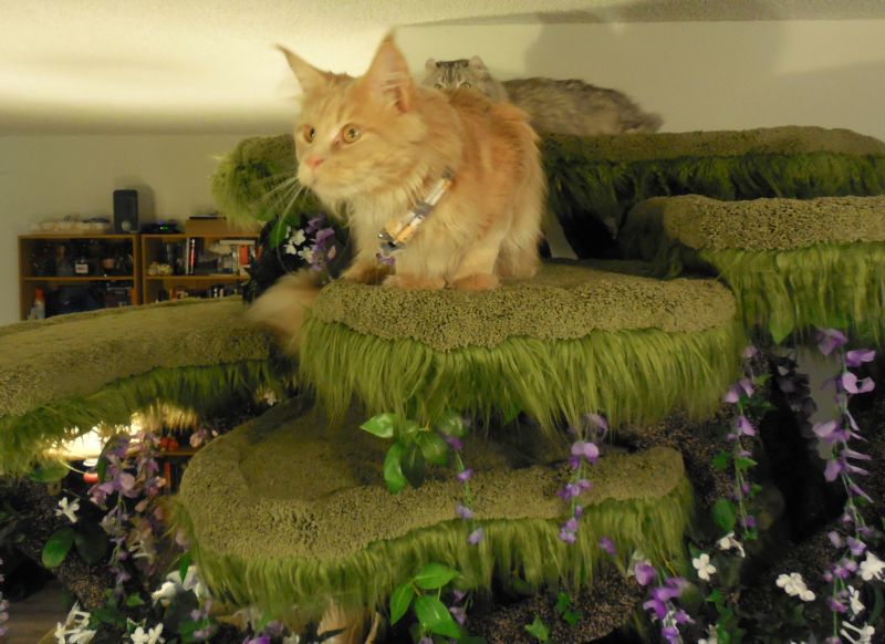 Realistic Cat Trees by Hollywood Kitty Company