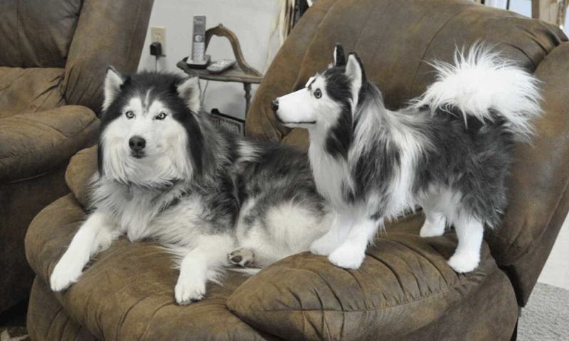 Cuddle Clones Makes Custom Stuffed Animals Looking-Like Your Pet 