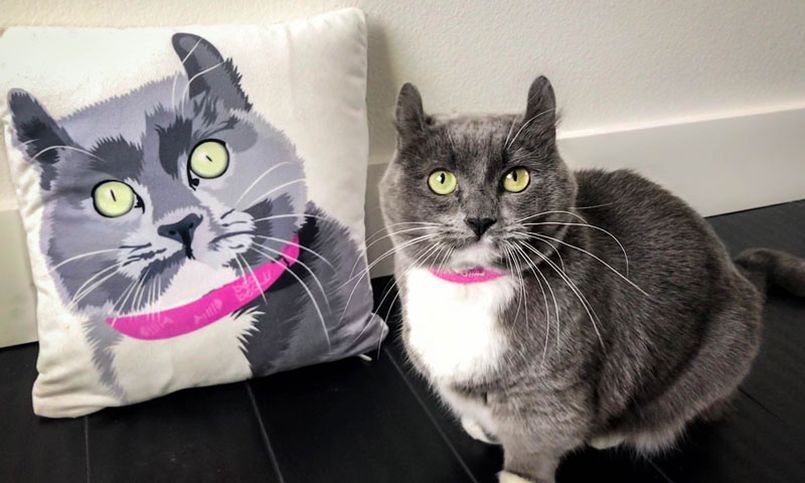 Cuddle Clones Makes Custom Stuffed Animals Looking-Like Your Pet 