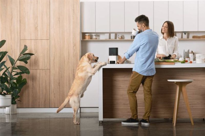 Petcube Bites 2 and Petcube Play 2 Interactive Pet Cameras with Built-in Alexa