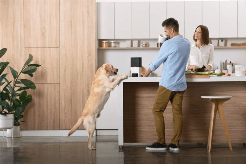 Petcube Bites 2 and Petcube Play 2 Interactive Pet Cameras with Built-in Alexa 