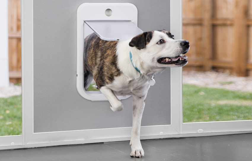 Wagz Smart Pet Door Revealed At Ces 2019