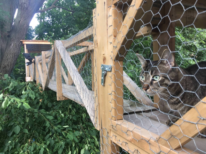 Outdoor Cat Treehouse - DIY