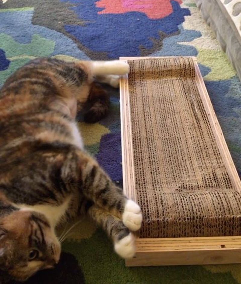 Easy-to-Make Cardboard Cat Scratching Pad