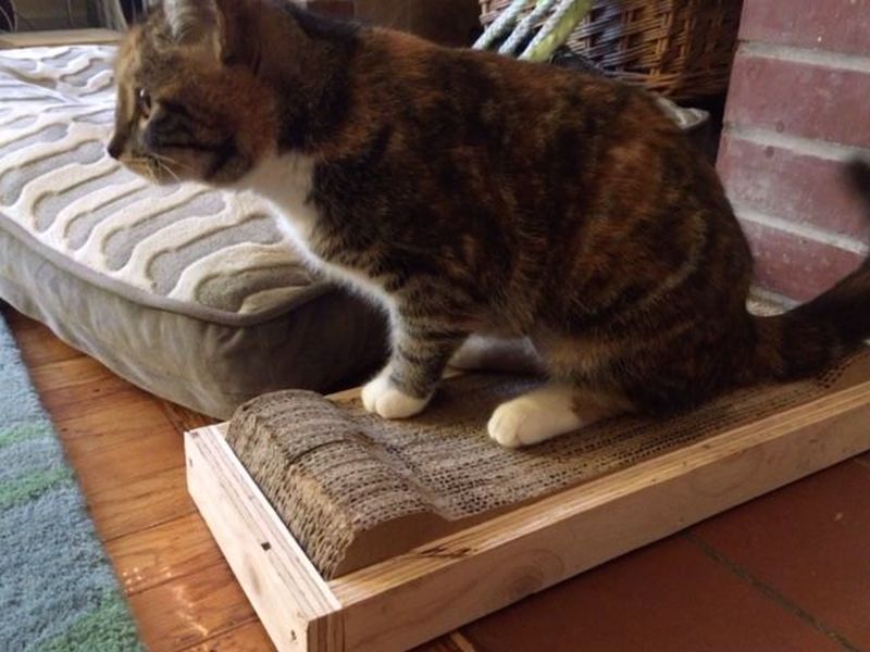 Easy-to-Make Cardboard Cat Scratching Pad