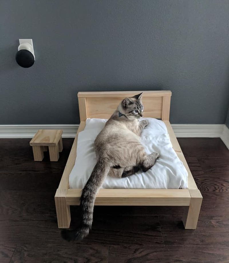 Florida Man Builds Custom Cat Bed and Side Table