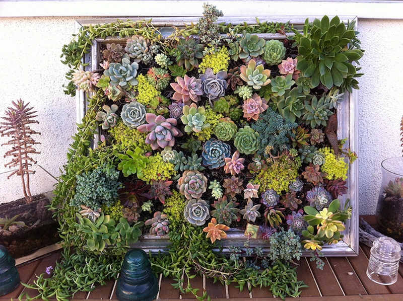 DIY succulent vertical garden