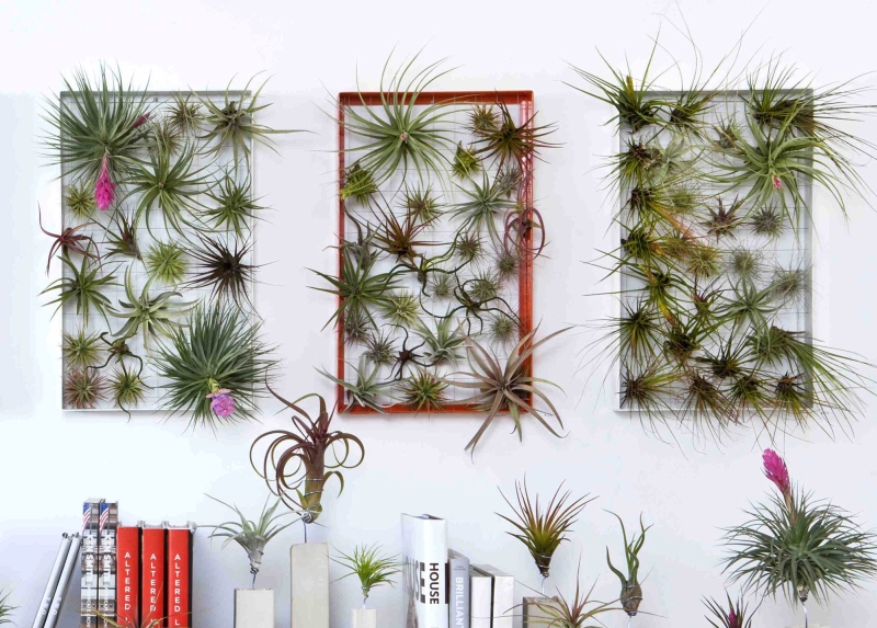 Living Wall Art by Josh Rosen