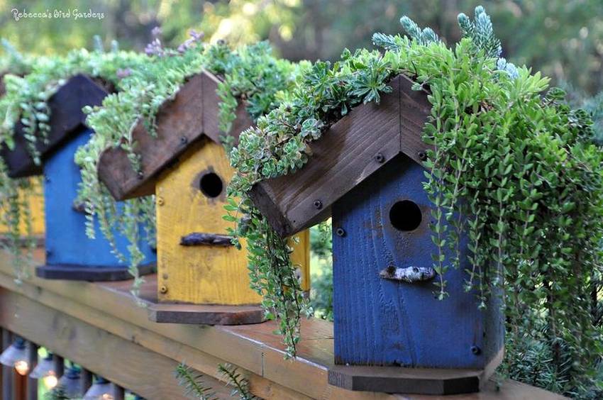 Living Roof Birdhouse