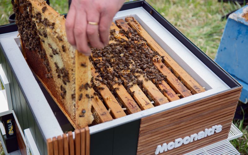 Smallest McDonald's in The world is Meant for Bees