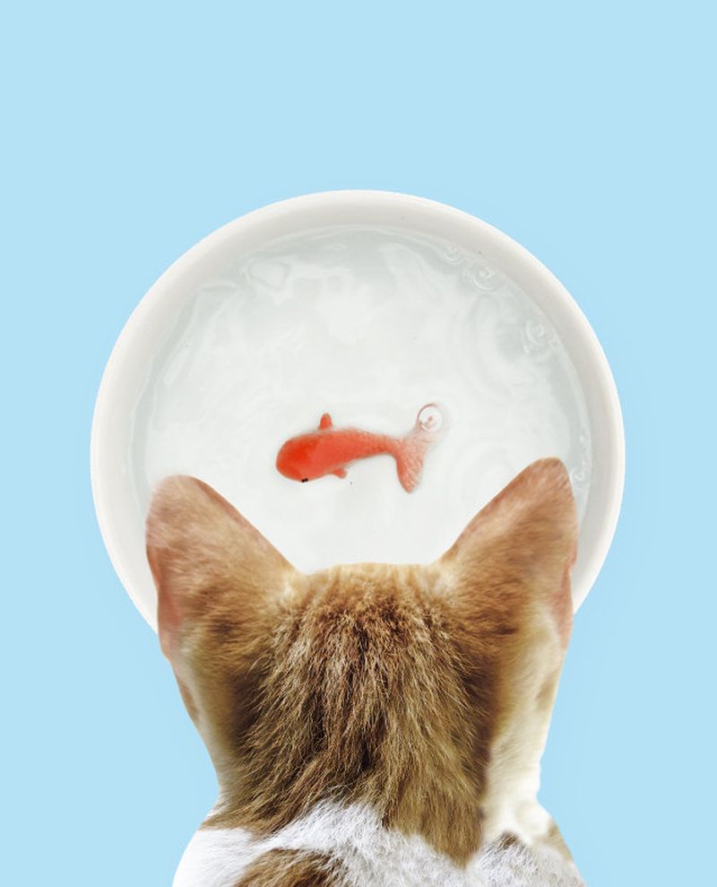 Goldfish Pet Bowl by Suck UK will Fool Your Cats 