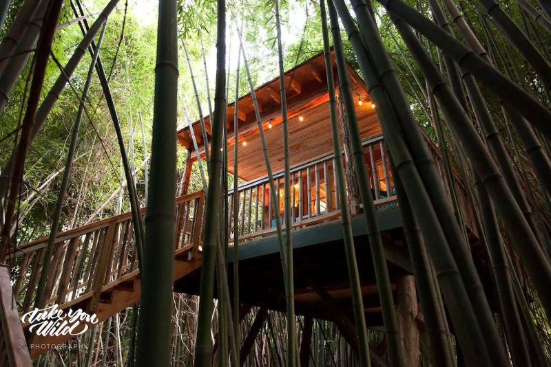 Rent This Amazingly Cool Alpaca Treehouse in Atlanta at Airbnb for $375