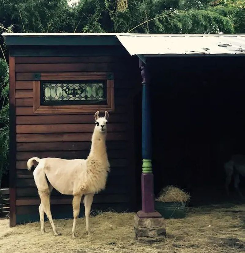 Rent This Amazingly Cool Alpaca Treehouse in Atlanta at Airbnb for $375