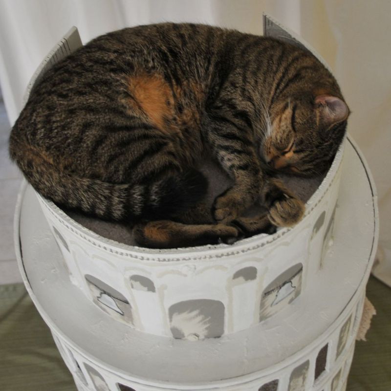 SQUARE Paws Makes Cat Thrones, Watchtowers, and More