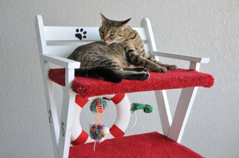 SQUARE Paws Makes Cat Thrones, Watchtowers, and More