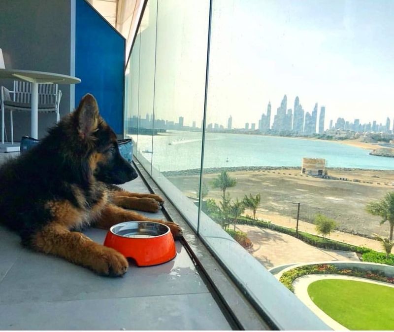 You can Take Your Puppy to this Pet-Friendly Luxury Hotel in Dubai 