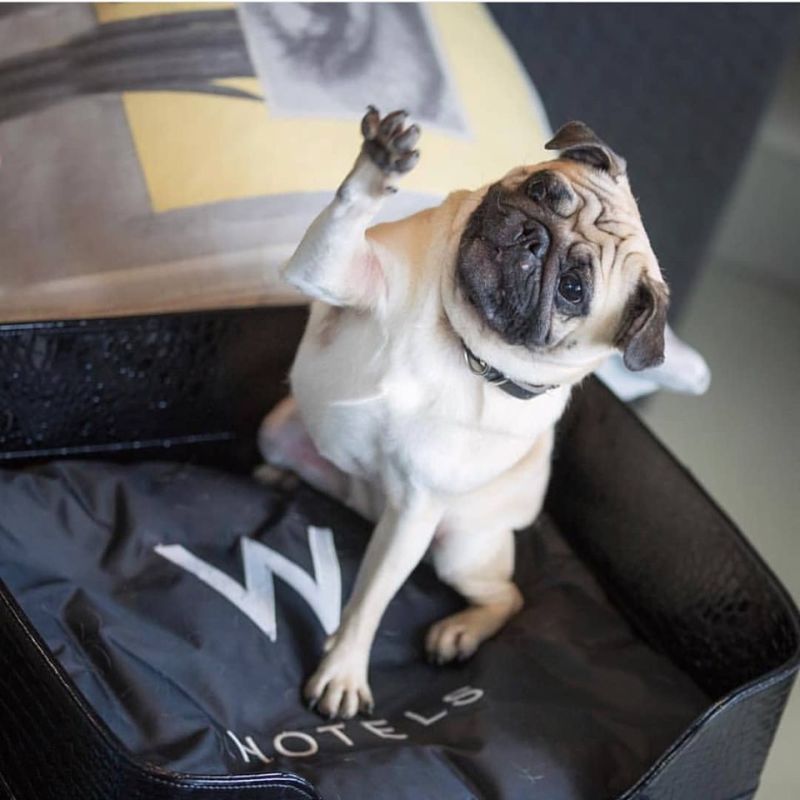 You can Take Your Puppy to this Pet-Friendly Luxury Hotel in Dubai 