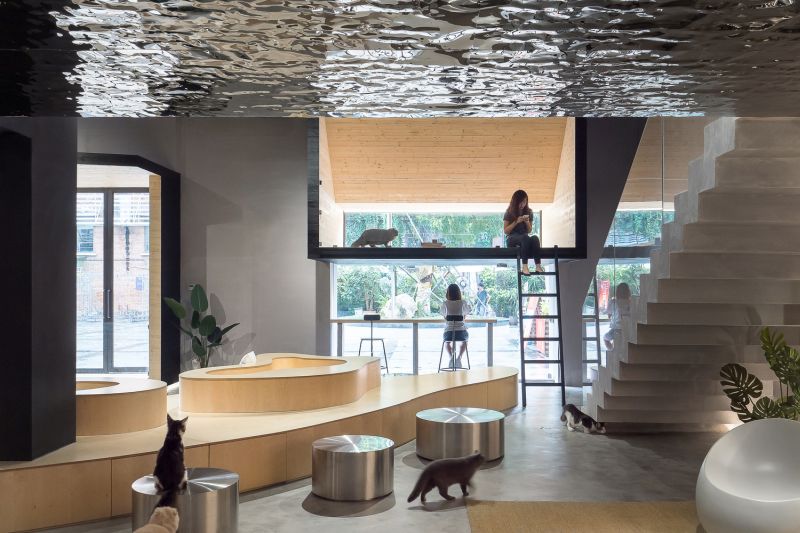 Cat Café in China Shares Space for Humans and Cats Alike