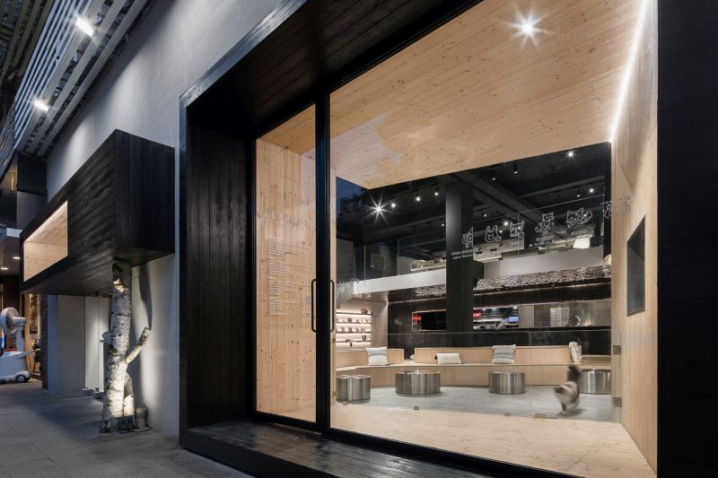Cat Café in China Shares Space for Humans and Cats Alike