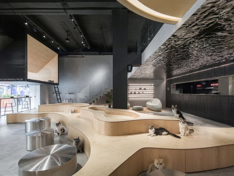 Cat Café in China Shares Space for Humans and Cats Alike