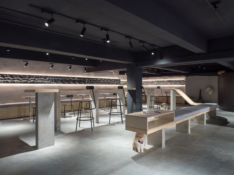 Cat Café in China Shares Space for Humans and Cats Alike