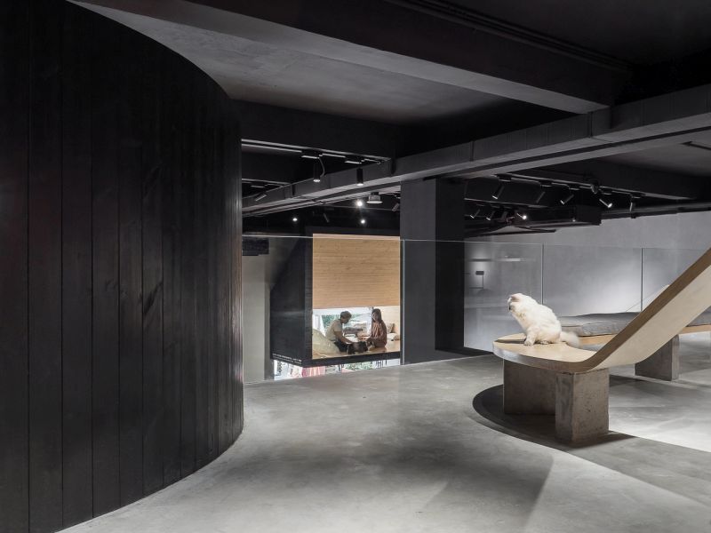 Cat Café in China Shares Space for Humans and Cats Alike