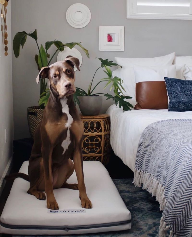 Airweave Dog Bed is Made from the Same Material its Mattresses Are 