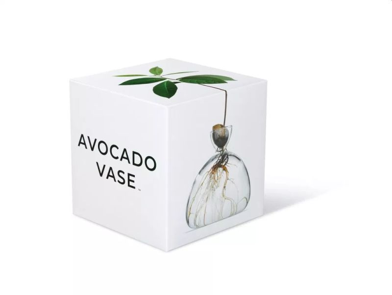 Elegant Avocado Vase by Ilex Celebrates Growth of Plants Both Ways