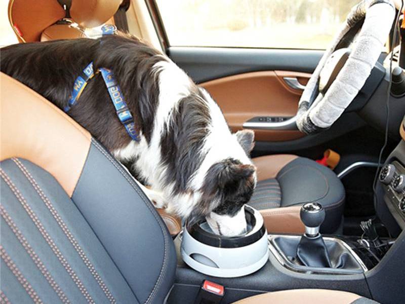 feeding pet in car