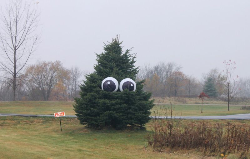 Ways to Spook up Your Garden Trees for All Hallows Eve