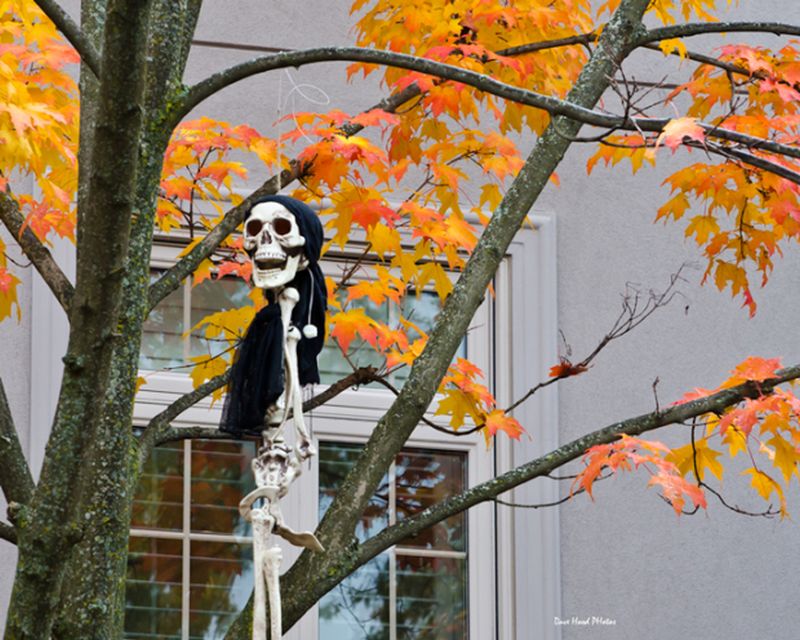Ways to Spook up Your Garden Trees for All Hallows Eve