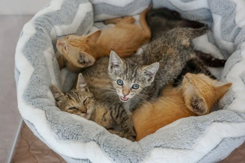 You can Stay at Kitten Bnb with Kitties and Also Adopt one 