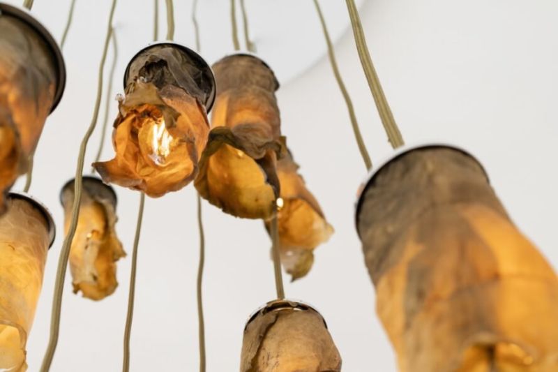 Algae Lamps Look Beautifully Molded Sculptures with Natural Shades