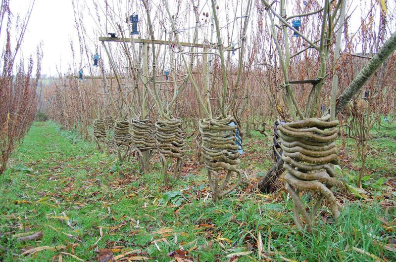 UK Couple Grows Furniture on Farm, Trains Trees to Grow Into Chairs