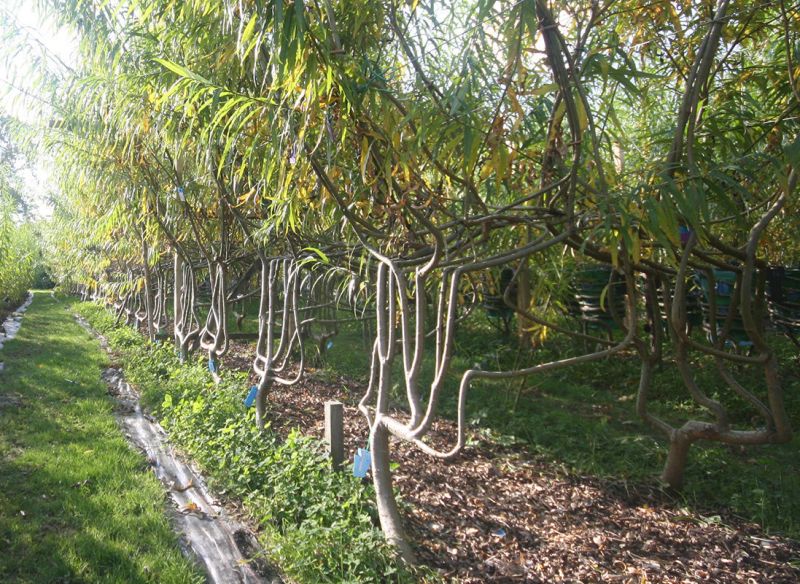 UK Couple Grows Furniture on Farm, Trains Trees to Grow Into Chairs