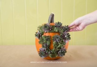DIY Succulent Monogram Pumpkin Will Add Festive Vibes on Halloween