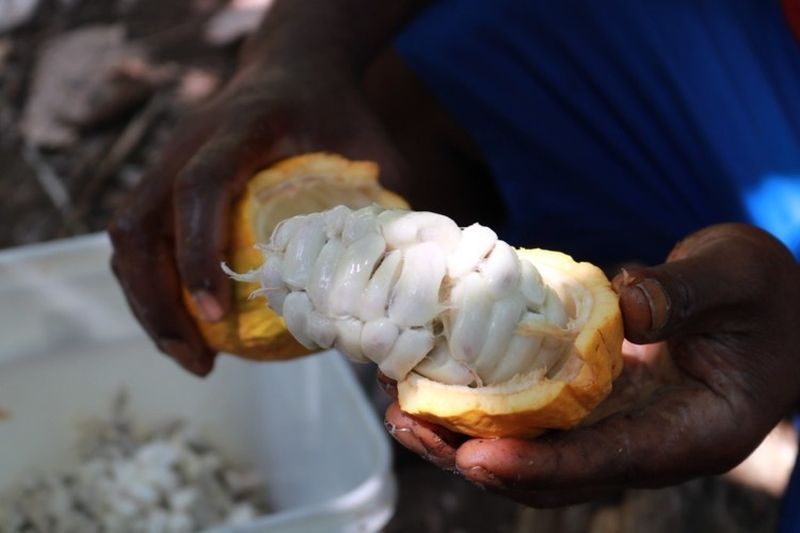 Nestlé Creates First Ever Chocolate Entirely Made from Cacao Fruit