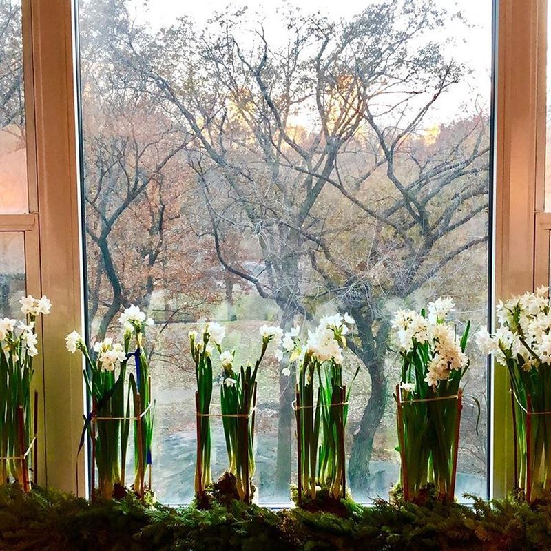 white flowers on window sill 