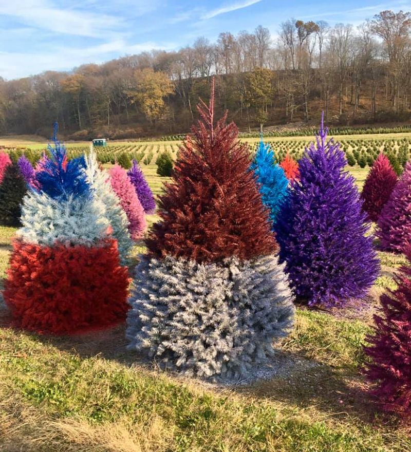 Wyckoff's Christmas Tree Farm Offering Colored Christmas Trees 