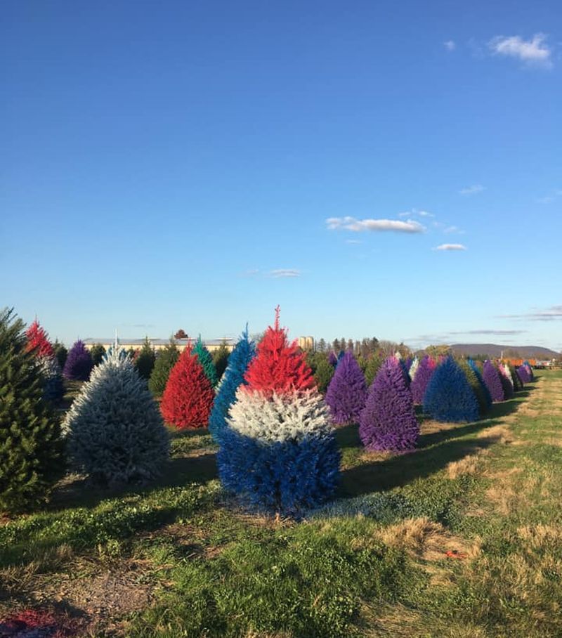 Wyckoff's Christmas Tree Farm Offering Colored Christmas Trees 
