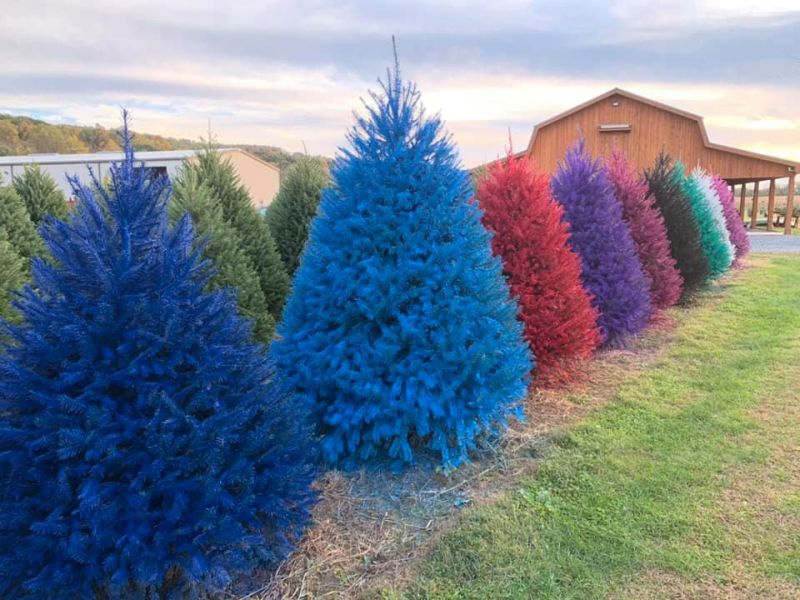 Wyckoff's Christmas Tree Farm Offering Colored Christmas Trees 