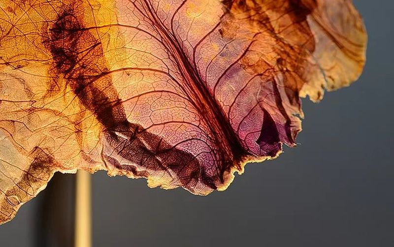 Nir Meiri and Vaidehi Thakkar Creates Veggie Lights from Red Cabbage Leaves