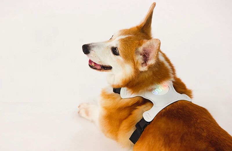 Inupathy dog emotion wearable device