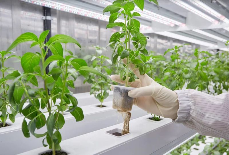 Planty-cube-автоматизированная-вертикальная-фермерская-система