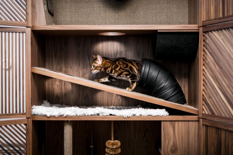 This Cat Flat by 24Storage is Ideal for You and Your Cat 