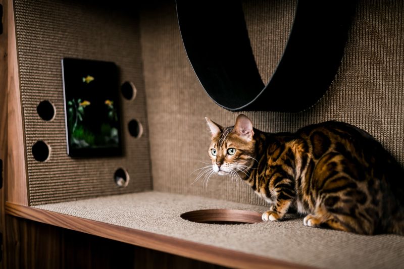 This Cat Flat by 24Storage is Ideal for You and Your Cat 