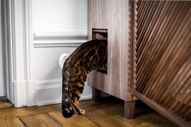 This Cat Flat by 24Storage is Ideal for You and Your Cat 