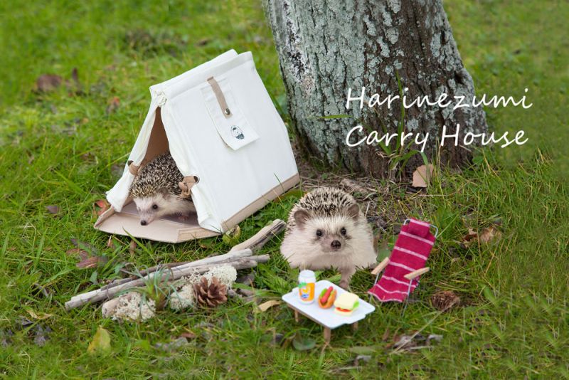 SOLCION’s Tent-Shaped Portable House for Hedgehogs